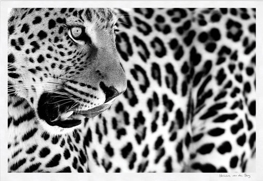 Leopard Spots Fine Art Print - HPH Publishing South Africa