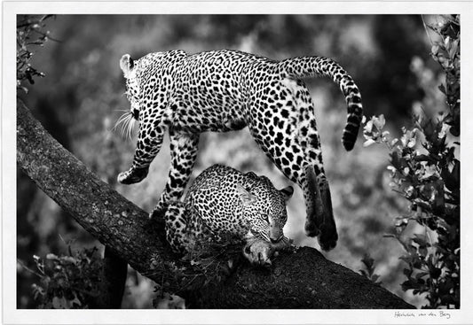 Leopard Body Fine Art Print - HPH Publishing South Africa