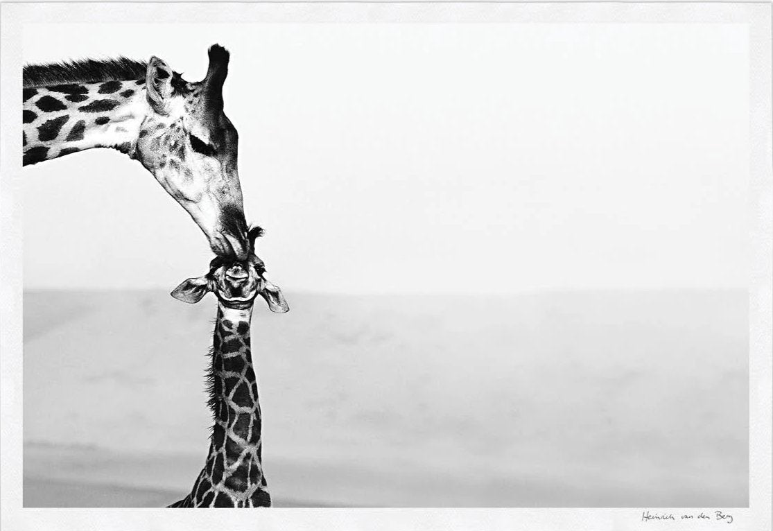 Giraffe with Young Fine Art Print - HPH Publishing South Africa