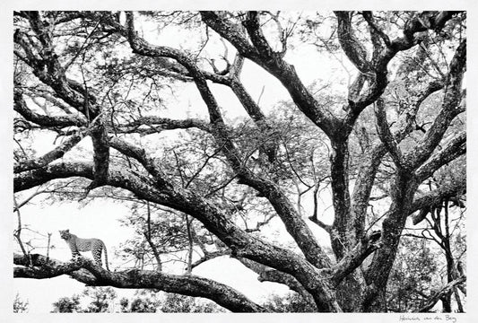 Leopard in Tree Fine Art Print - HPH Publishing South Africa