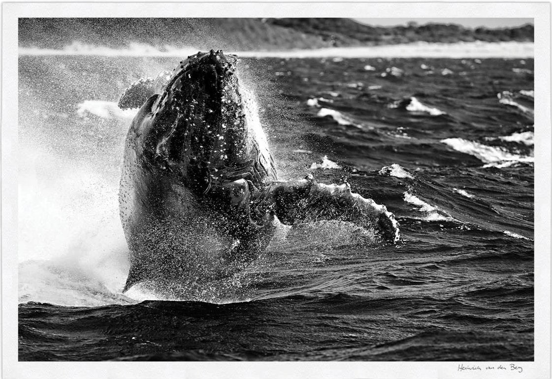 Whale Limited Edition Fine Art Print - HPH Publishing South Africa