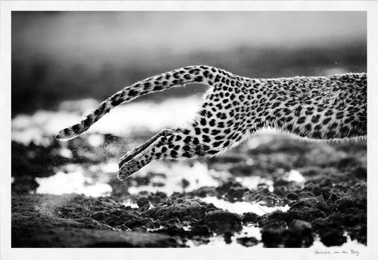 Leopard Jump Fine Art Print - HPH Publishing South Africa