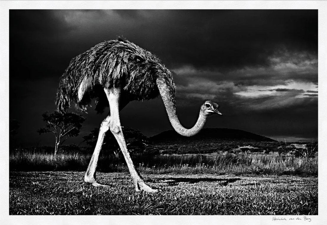 Ostrich Fine Art Print - HPH Publishing South Africa