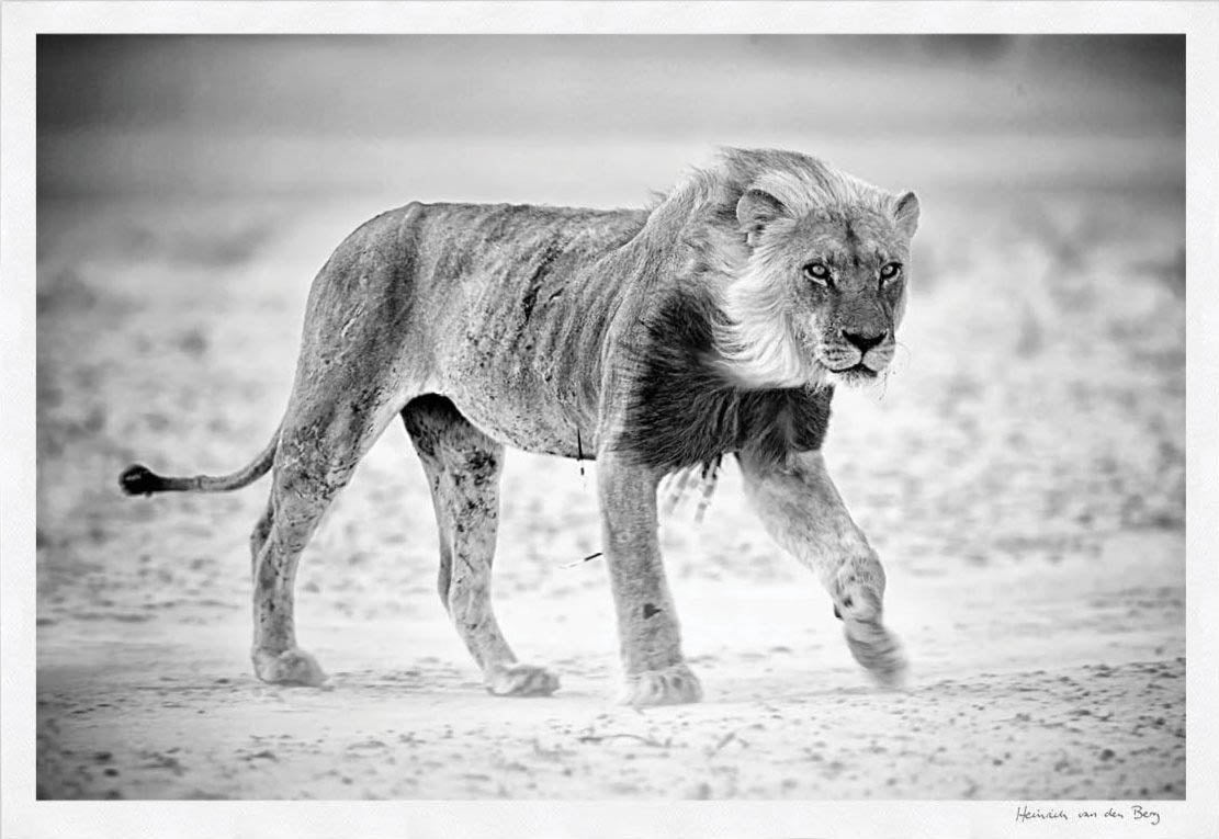 Lion in dust storm Fine Art Print - HPH Publishing