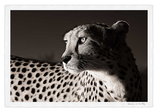 Cheetah Profile Fine Art Print - HPH Publishing